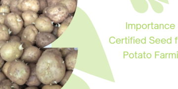 Importance of Certified Seed for Potato Farming: Maximizing Crop Performance and Profitability