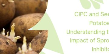 CIPC and Seed Potatoes: Understanding the Impact of Sprout Inhibitors