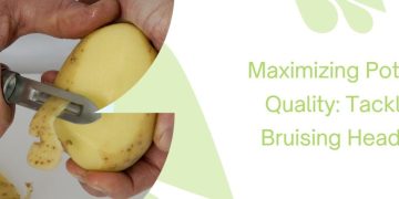 Maximizing Potato Quality: Tackling Bruising Head-On