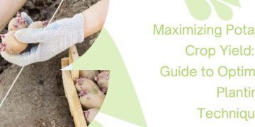 Maximizing Potato Crop Yield: A Guide to Optimal Planting Techniques