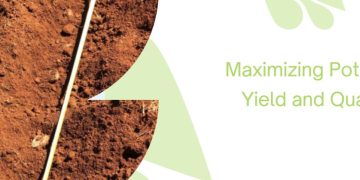 Maximizing Potato Yield and Quality: The Crucial Role of Seed Piece Spacing and Planting Depth