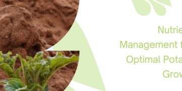 Nutrient Management for Optimal Potato Growth: Balancing Crop Productivity and Soil Health