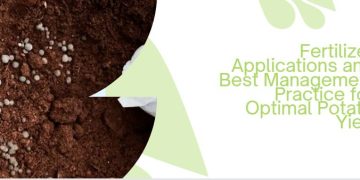 Fertilizer Applications and Best Management Practice for Optimal Potato Yield
