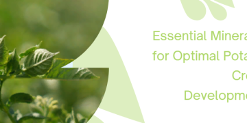 Essential Minerals for Optimal Potato Crop Development