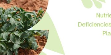 Nutrient Deficiencies in Plants