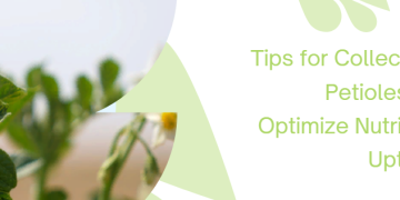 Growing the Crop: Tips for Collecting Petioles to Optimize Nutrient Uptake