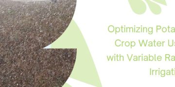 Optimizing Potato Crop Water Use with Variable Rate Irrigation