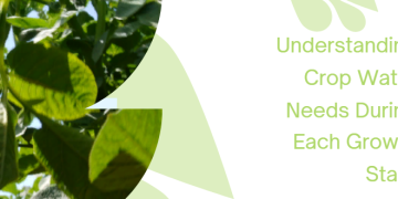 Understanding Crop Water Needs During Each Growth Stage