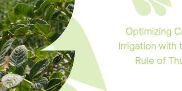 Optimizing Crop Irrigation with the Rule of Thumb