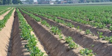 PotatoEurope 6-7 September 2023: Embracing Innovation and Collaboration for a Thriving Potato Industry