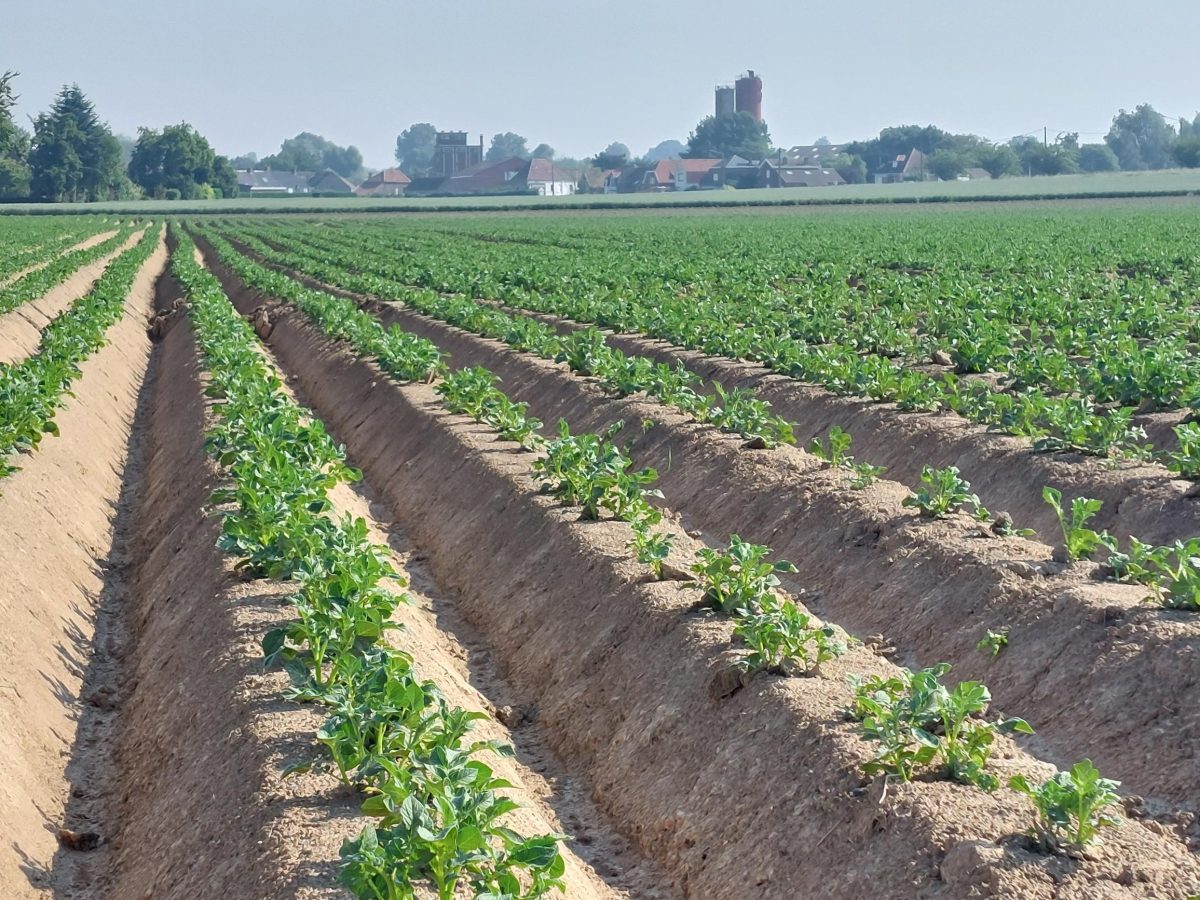 PotatoEurope 6-7 September 2023: Embracing Innovation and Collaboration for a Thriving Potato Industry