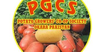 Potato Growers co-operative Society Okara Pakistan