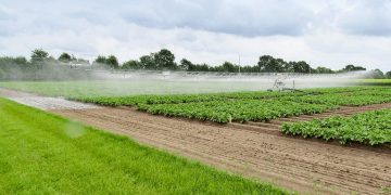 SEBEK – Sensor-Based Irrigation Control in Potato Farming: Meeting the Challenge