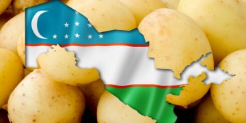Cultivating Resilience: Revitalizing Potato Farming in Uzbekistan