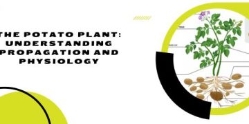 The Potato Plant: Understanding Propagation and Physiology