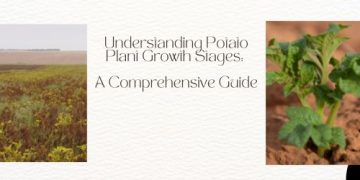 Understanding Potato Plant Growth Stages: A Comprehensive Guide