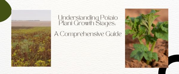 Understanding Potato Plant Growth Stages: A Comprehensive Guide