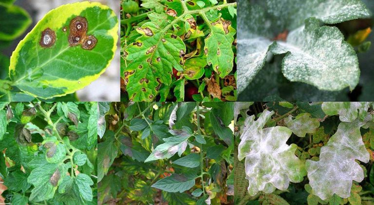 Smokin' Doc Thurston: A Journey Through the Lens of a Plant Pathology Pioneer 45 Smokin’ Doc Thurston: A Journey Through the Lens of a Plant Pathology Pioneer