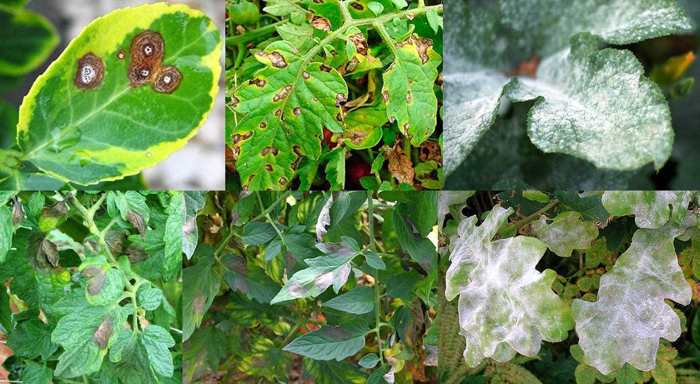 Smokin’ Doc Thurston: A Journey Through the Lens of a Plant Pathology Pioneer