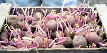 Harnessing the Power of Peppermint Essential Oil: A Natural Solution to Combat Gibberellic Acid-induced Potato Sprouting