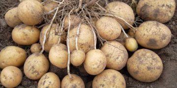 The Dynamics of Tuberization: A Deep Dive into Potato Development Factors