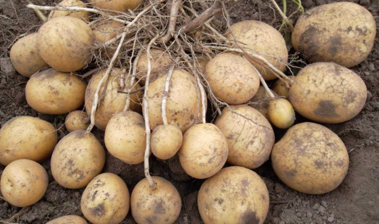 The Dynamics of Tuberization: A Deep Dive into Potato Development Factors