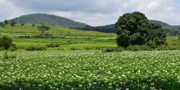 Transforming Potato Cultivation in Odisha: Innovations and Collaborations
