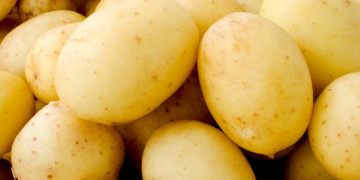 Green Agriculture: Paving the Way for Sustainable Potato Cultivation