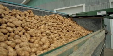 Increasing Demand for Kurdistan Potatoes in Gulf Countries: A Boon for Agricultural Export
