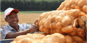 Features of growing potatoes in China