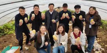 Chinese Cuisine 365 Food Detective: Telling the Story of Potatoes