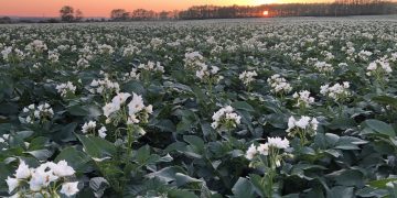 Commitment to development