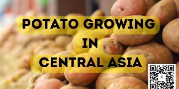 Potato growing in Central Asia: the path to integration