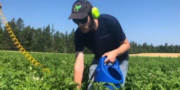 Revolutionizing Weed Management: Sandblasters in Potato Fields Show Promising Results