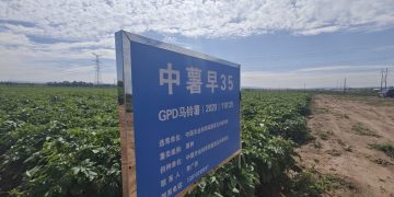 National Potato Industry Technology Innovation Alliance Ensures Stable Production and Supply