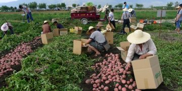 Quality and Healthy Potato Planting Material at Tang Wei’s Chinese Farm