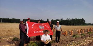 Potatoes in China. Delicacy, food for the poor, national product