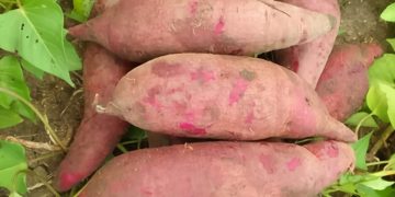 Kenya’s Climate-Adaptive Marvel: Introducing the Nutrient-Rich KC-SWEET PURPLE Sweet Potato