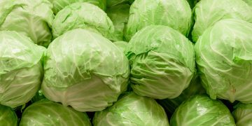 A Bountiful Harvest: Stavropol’s Cabbage Season Kicks Off with 300 Tons Already Gathered