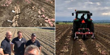 “Meijer Potato’s Bountiful Harvest and Collaborative Insights in Skagit Valley”