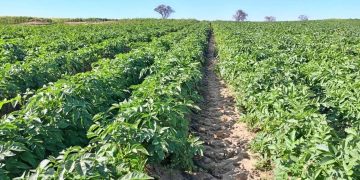 Enhancing Agricultural Sustainability in Zambia: The Seed Potato Revolution at Silverlands Ranching