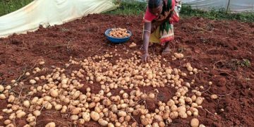 The Importance of Quality Potato Seeds for Small Farmers in Asia