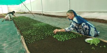 Empowering Women in Indian Agriculture Through Apical Rooted Cutting Potato Seed Production