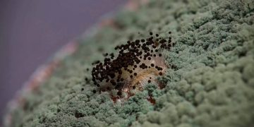 Trichoderma as a Biofertilizer: Boosting Agricultural Sustainability