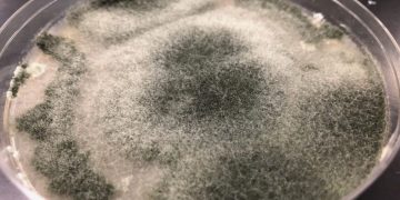 Harnessing Trichoderma as a Biofungicide: A Sustainable Solution for Plant Disease Management