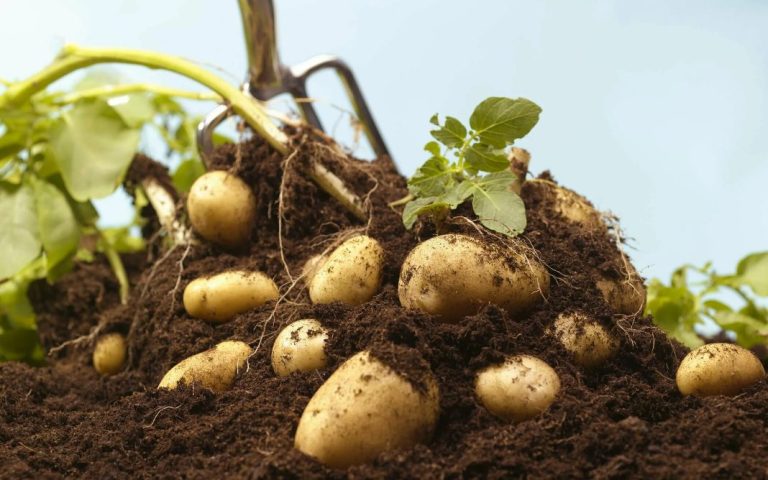 The secret to successful potato growing: an in-depth analysis of physiological water requirements and critical periods