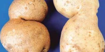 Rough or Misshapen Tubers