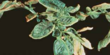 Nutrient Deficiencies