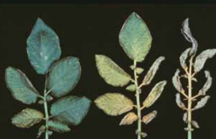  Leaflets showing varying degrees of zinc
deficiency: mild symptoms (left), yellowing
and greyish-brown spots on leaflets (middle),
and severely deficient (right).