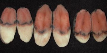 Kiran K. Shetty “Management of potato storage processesfor disease control”